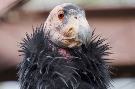 Phoenix Zoo - California condors - 06