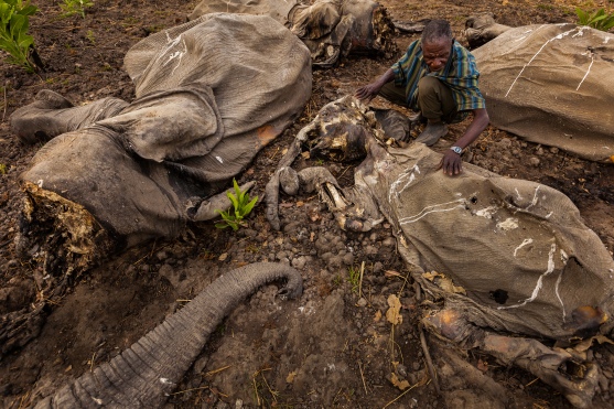 The aftermath of poaching; rangers are increasingly finding entire herds of slaughtered elephants. Photo credit: National Geographic.