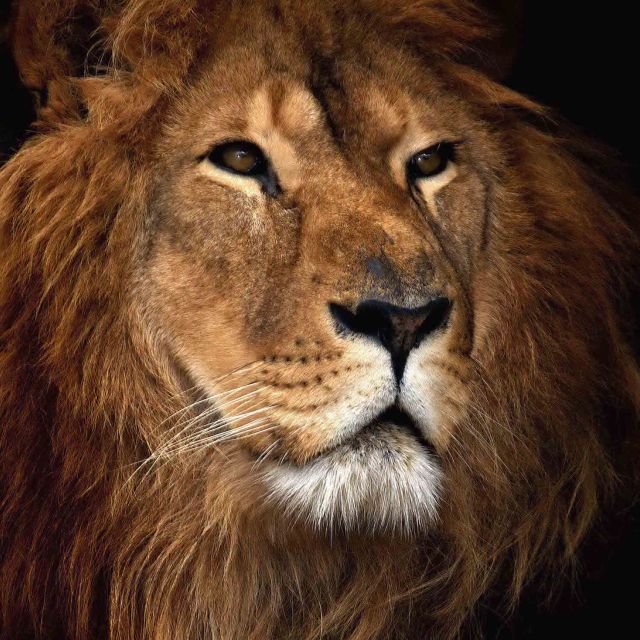 cecil-the-lion-trophy-hunting