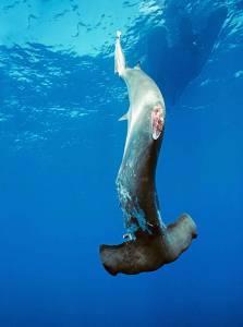 Sharks are often tossed overboard after being finned and left to die. Photo credit: IFWA. 