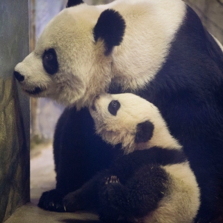 For pandas, zoos rely on artificial insemination to produce successful pregnancies. To avoid inbreeding, pandas are fertilized with sperm from genetically distinct pandas, often from zoos half way around the world. Photo credit: MSNBC.