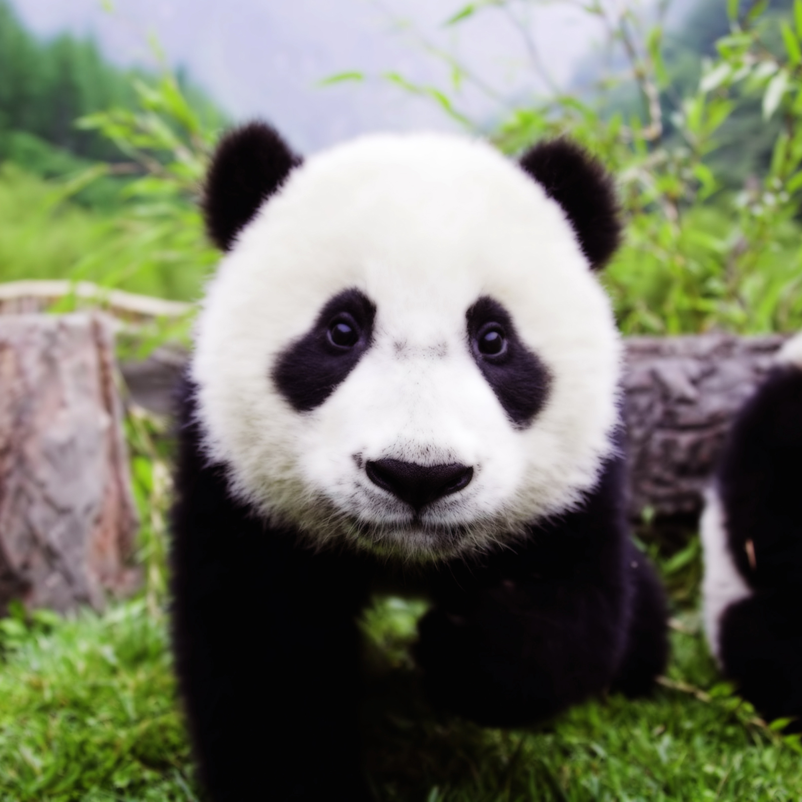 panda-conservation-efforts-zoos