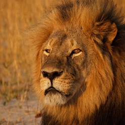 Photo credit: Irina Tikhomirova.