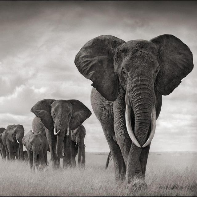 elephant-poaching-and-terrorism