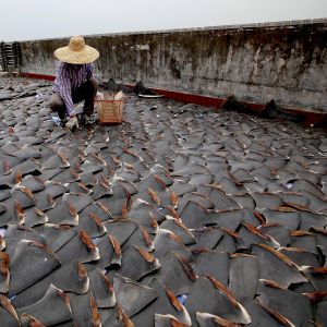 a monumental step towards halting the shark fin trade, UPS banned shark fin shipments in 2015. Petitions are underway for FedEx to do likewise. Photo credit: Smithsonian.