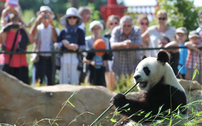 Visitors look at Huan Huan, one of the two giant pandas which arrived last winter in France from China, is pictured, on August 23, 2012, at Beauval zoo in Saint-Aignan, central France. AFP PHOTO ALAIN JOCARD (Photo credit should read ALAIN JOCARD/AFP/GettyImages)