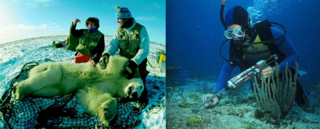 Wildlife biologists taking samples from an anesthetized polar bear in (left) and a scientific diver taking samples at a coral reef (right). Successful conservation involves the cooperation of wildlife biologists, statisticians, park rangers, ecologists, policy makers, volunteers, and the public. Photo credit: Biology Reference.