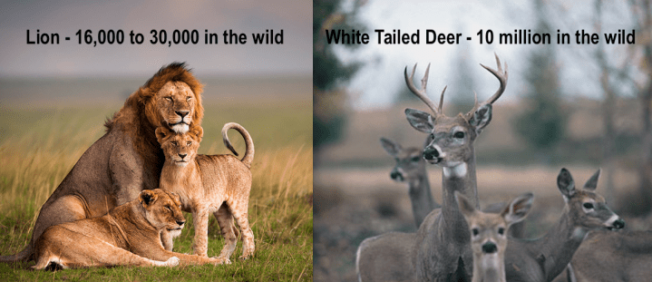 While trophy hunting has serious drawbacks, it is important to note that hunting overpopulated species is often used effectively as a conservation tool, both as a source of funding for conservation and as a method of population management. This has been done with white tailed deer in the eastern United States and helps to protect ecosystems from degradation. Photo credit: AWF. 