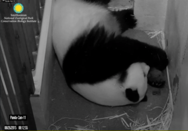 Click to access live feed of Mei Xiang and her cubs through the Smithsonian National Zoo PandaCam. Photo credit: Smithsonian National Zoo.