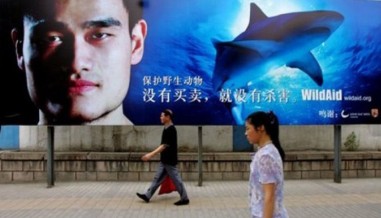 Yao Ming is the face of WildAid's campaign to stop shark finning. Photo credit: WildAid.