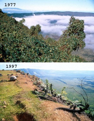 The view of Alcedo volcano on Isabella Island, before and after the invasion of goats. Photo credit: Tui de Roy.