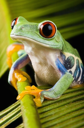 A red eyed tree frog, one of the most iconic species of the Amazon. Photo credit: Getty Images.