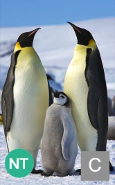The emperor penguin. is a candidate for ESA listing. Photo credit: Ian Duffy.