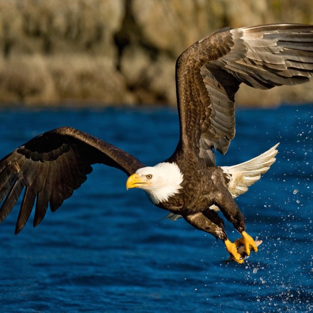 what-makes-a-species-endangered