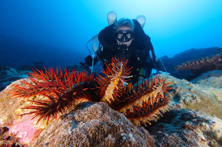 Divers remove COTS from the Great Barrier Reef. Photo credit: NOAA.
