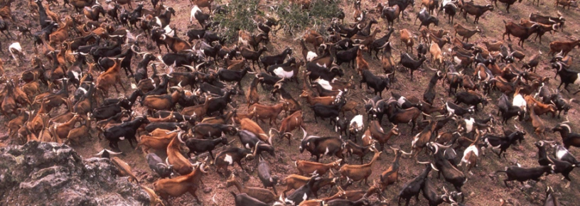 Hordes of invasive goats on Isabella Island. Photo credit: Galapagos National Park Service. 