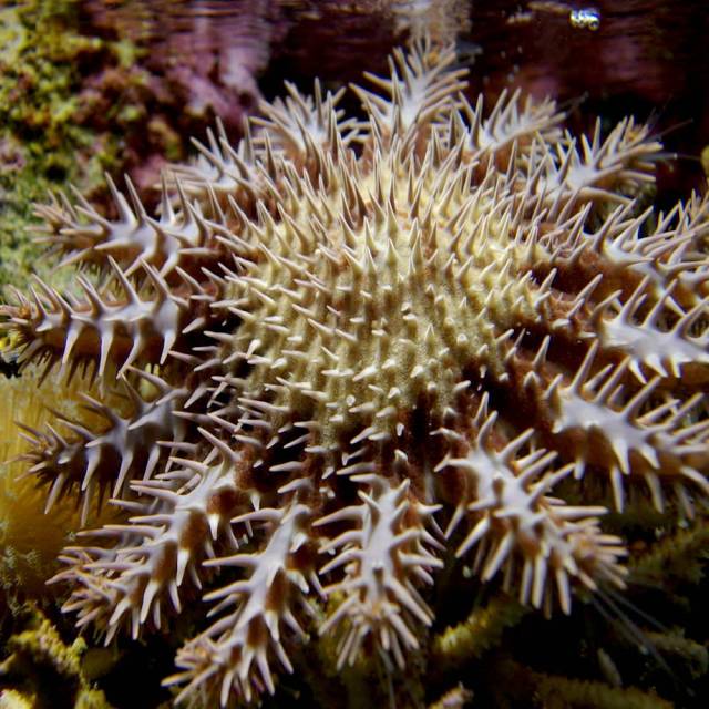 crown-of-thorns-starfish-outbreak