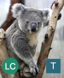 The koala and other non-US species may be covered under the ESA, although the government can't protect their habitats. Photo credit: David Hancock, Getty Images.