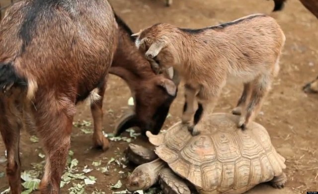 The traitorous goats of the Galapagos Islands | Conserve