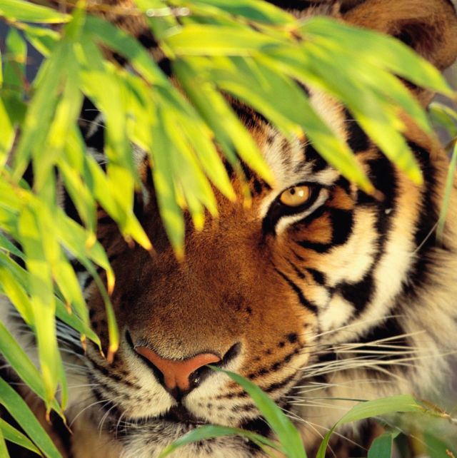 human-wildlife-conflict-solutions