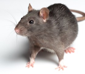 Rats are commonly exterminated using huge quantities of toxic rat poison, often necessitating the removal of the threatened local fauna until the project has been completed. Photo credit: Shutterstock.