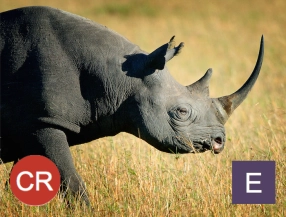 The Black rhino is critically endangered (IUCN RedList). Photo credit: Billy Dodson.
