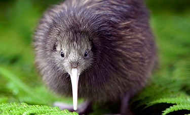 The kiwi is an iconic flightless bird native to New Zealand. Photo credit: Chris McLennan.