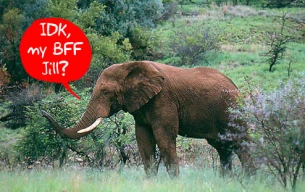 While the elephants themselves don't send text, their radio collars containing SMS chips do.  Photo credit: Gizmodo.com.