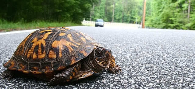 Turtles are a common victim of roadkill due to their small size and slow speed. Turtles live a long time, and a properly marked turtle may remain reflective in headlights for decades. Sadly, many turtles that end up as roadkill may have been 50 or 60 years old. Photo credit: Ladonia Herald.