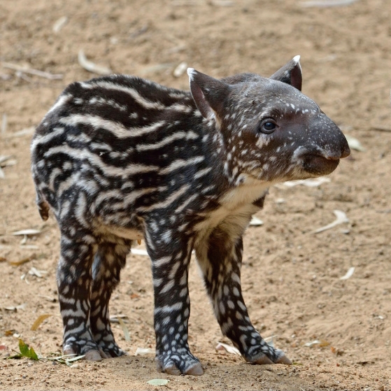 tapir-conservation-roadkill