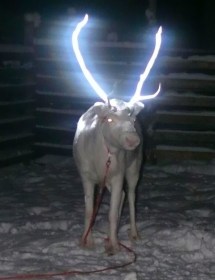 Fluorescent paint may be a solution to reindeer roadkill. Once painted, reindeers antlers will light up only when exposed to bright light, and the paint is non toxic and harmless to the animals. Photo credit: APF/Getty Images.
