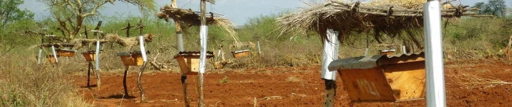 Beehives strategically placed along the length of fences keep elephants out.  Photo credit: Elephants and Bees Project. 