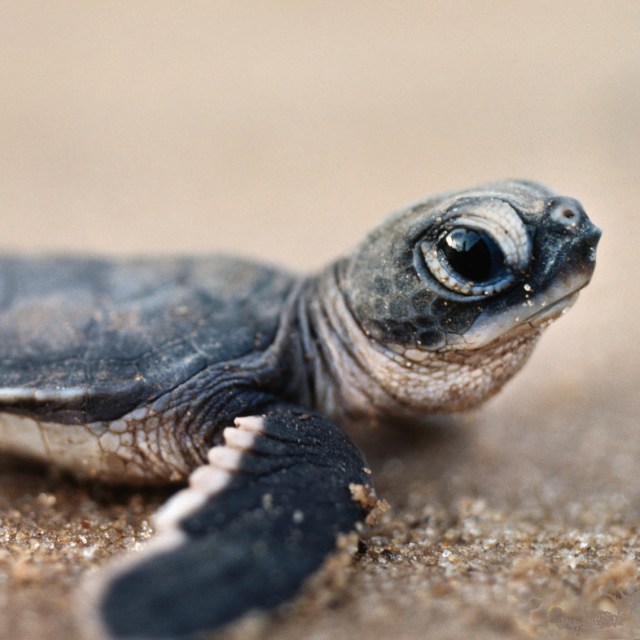 sea-turtle-hatchling-costa-rica