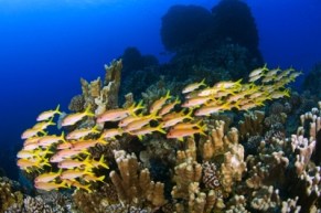 easter island credit PEW