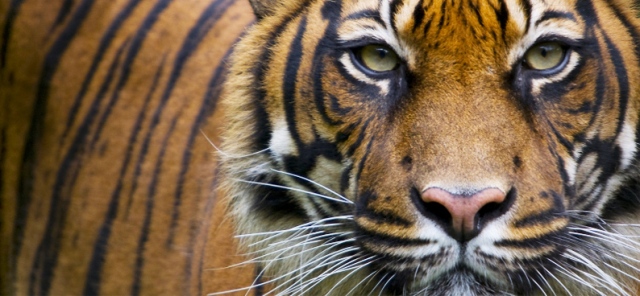 tigers-are-making-a-comeback