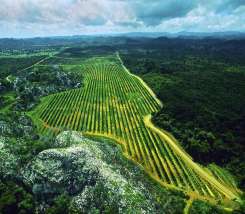 Roads can fragment habitats and cause animal and plant populations to become isolated. Photo credit: National Geographic.