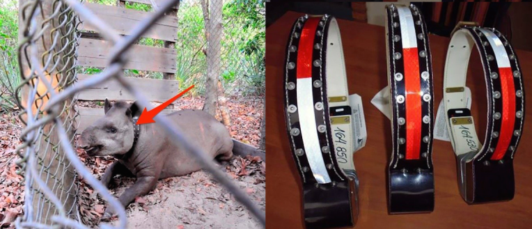 Using the inexpensive reflective stickers commonly seen on the side of trucks, scientists hope to make roads a little less dangerous for tapirs. Photo credit: Patricia Medici.