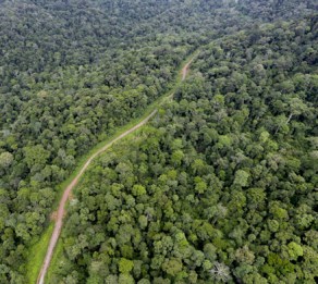 The edge effect is a biological phenomenon where species avoid roads and other habitat edges. For some species and ecosystems, that may diminish the usefulness of Street View imagery for conservation research. Photo credit: Mongabay.com.