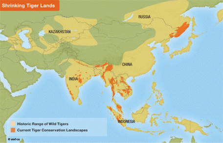 The historic range of tigers is shown in beige, while the current range is Orange.  The region is now home to 3 billion people, with tigers occupying the few forests and national parks between the growing sprawl.  Photo credit: WWF.