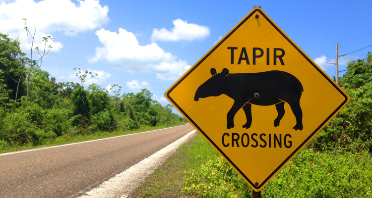 The risk of becoming roadkill is a major threat for tapirs. Other population threats include habitat destruction and poaching. Photo credit: Belize Travel Magazine.