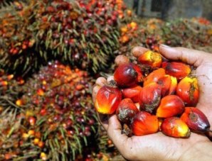 A handful of palm kernels, which are pressed to extract palm oil. Photo credit: Phys.org.