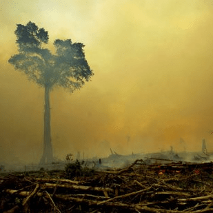 indonesia-fires-palm-oil