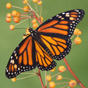 monarch-butterfly-recovery-highway