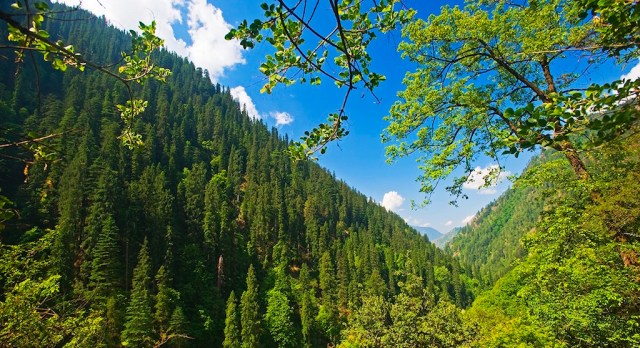 dm_temperate_montane_forest_of_great_himalayan_national_park_himachal