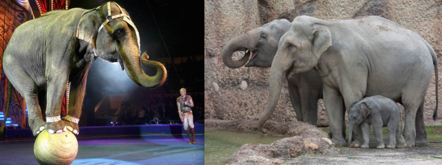 Circus vs Zoo