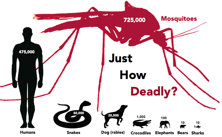 Deadliest Animals Mosquito