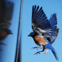 bird collision thumbnail
