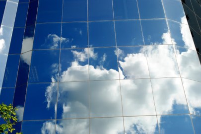 bird window reflection Steven Scott