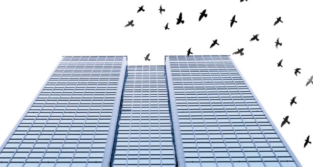 birds_collision cover