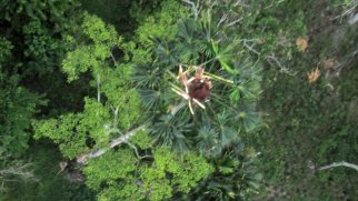 orangutan-nest-drone